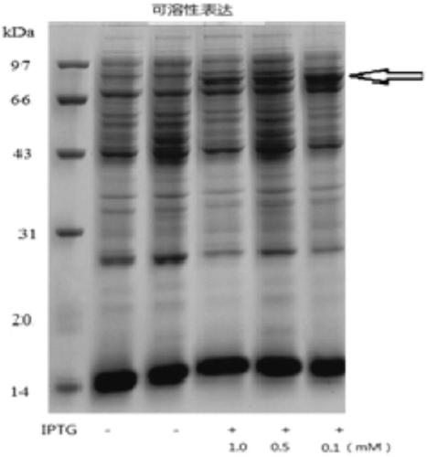 Novel Trx-beta-glucosidase gene and protein expression, carrier and application thereof