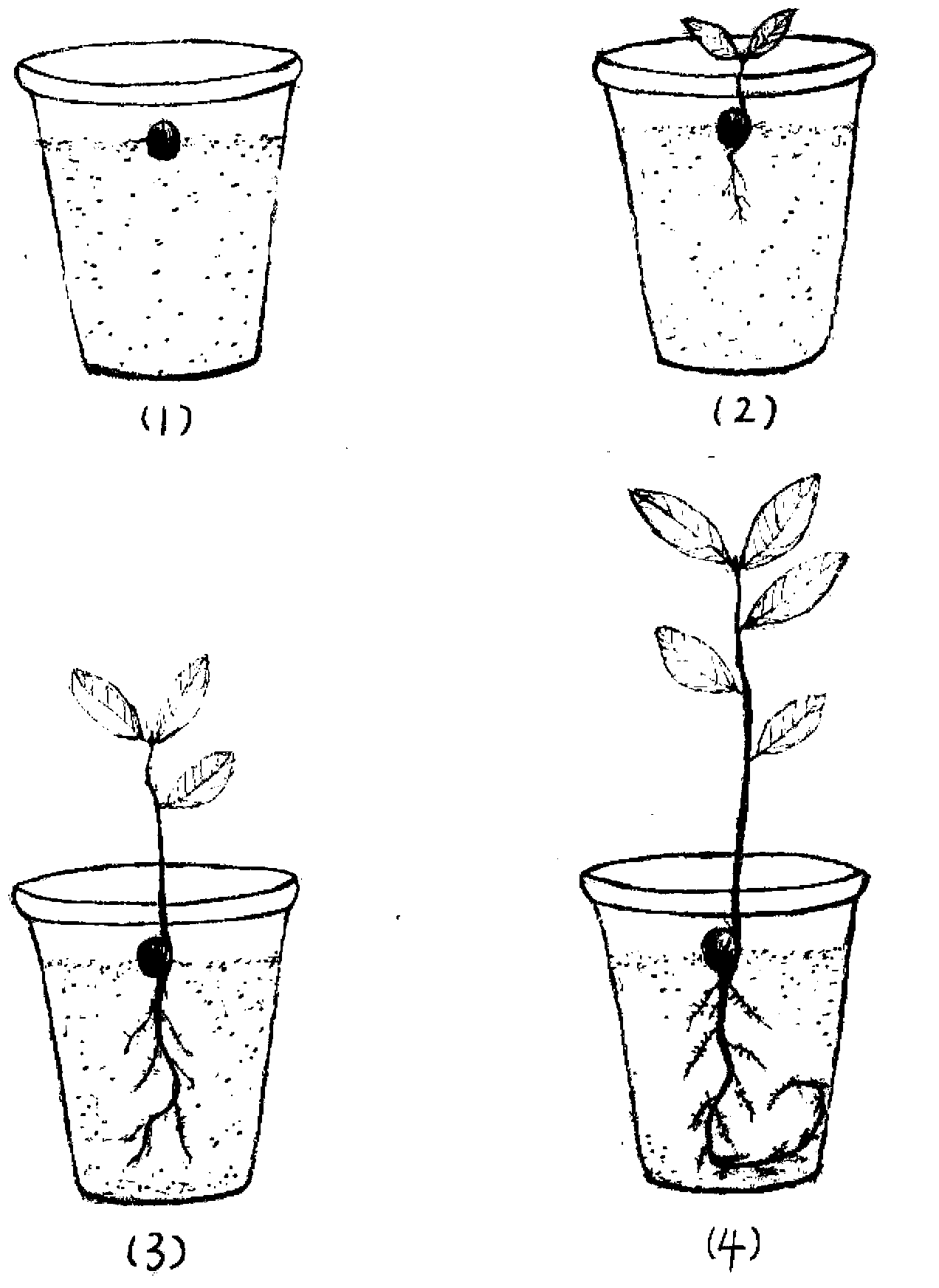 Method for cultivating cork oak seedlings