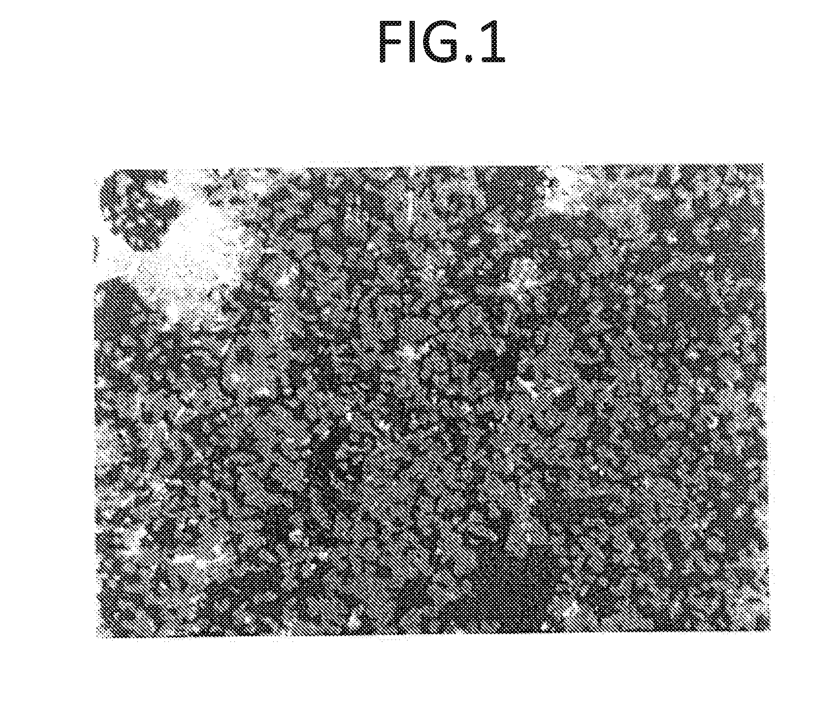 Method of supporting the differentiation of corneocytes
