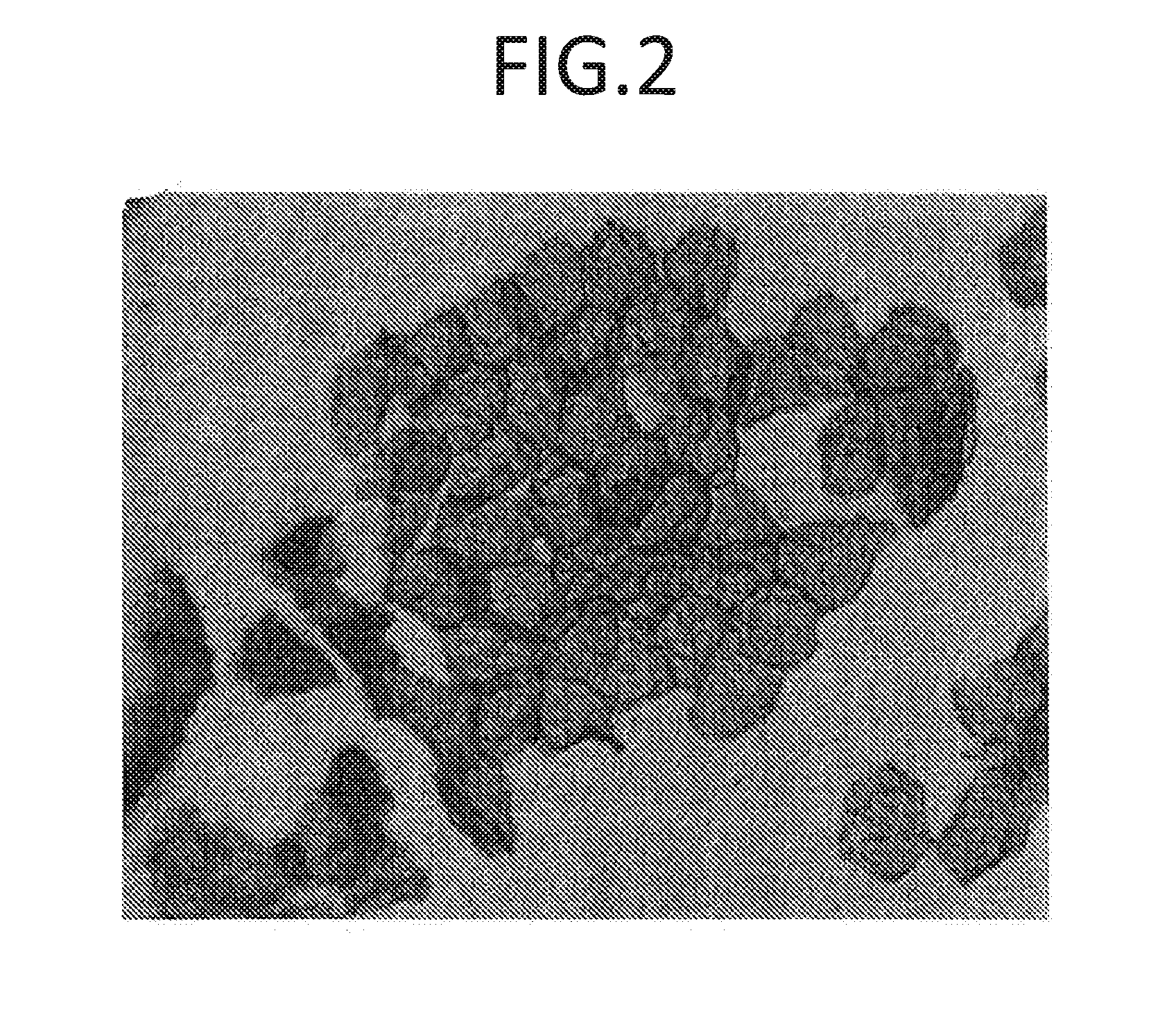 Method of supporting the differentiation of corneocytes