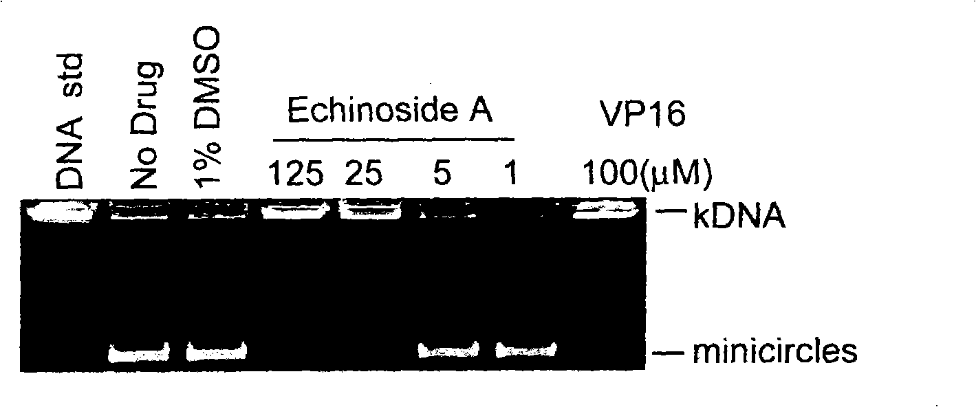 Use of saponins compound echinoside A in sea pumpkin in preparing tumor topoisomerase II inhibitor