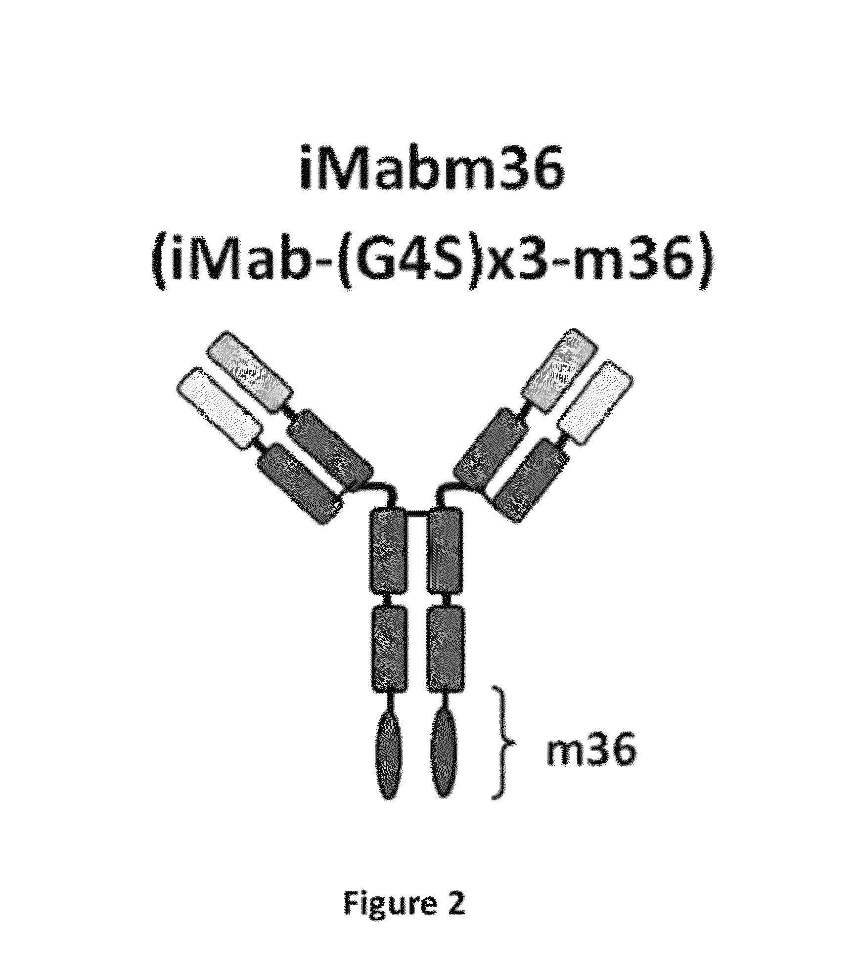 Fusion antibodies for HIV therapy