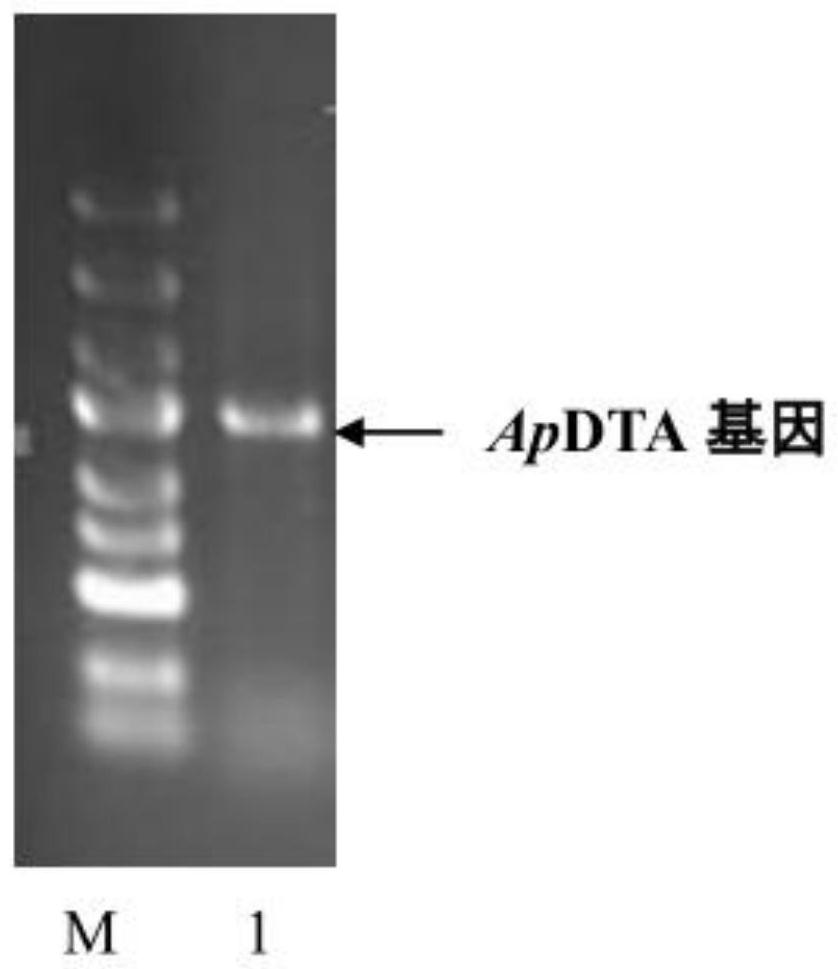 A recombinant bacterium expressing d-threonine aldolase and its construction method and application