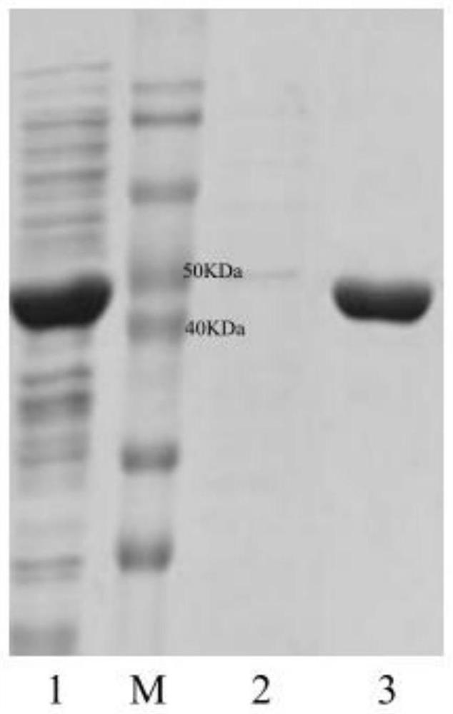 A recombinant bacterium expressing d-threonine aldolase and its construction method and application