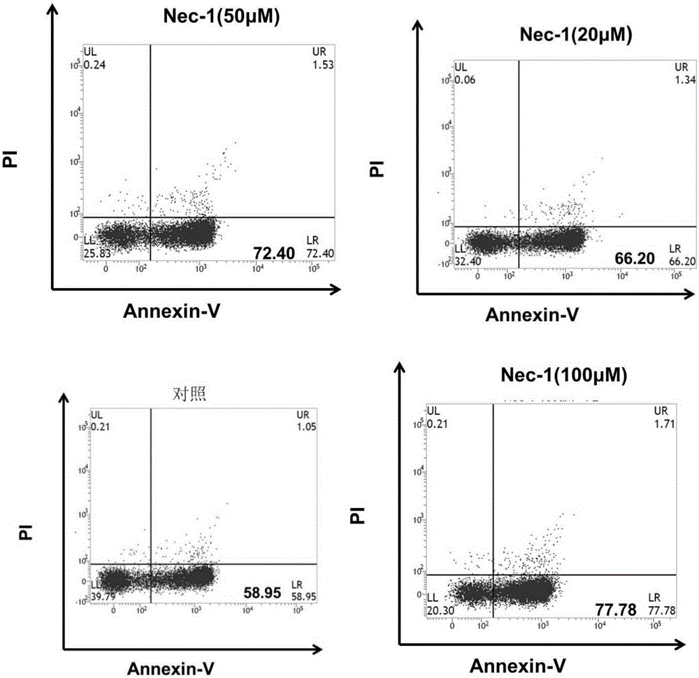 Application of Necrostatin-1 as neutrophile granulocyte apoptosis accelerant
