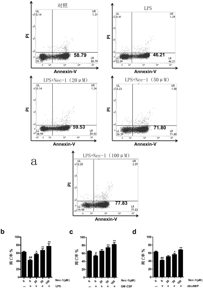 Application of Necrostatin-1 as neutrophile granulocyte apoptosis accelerant