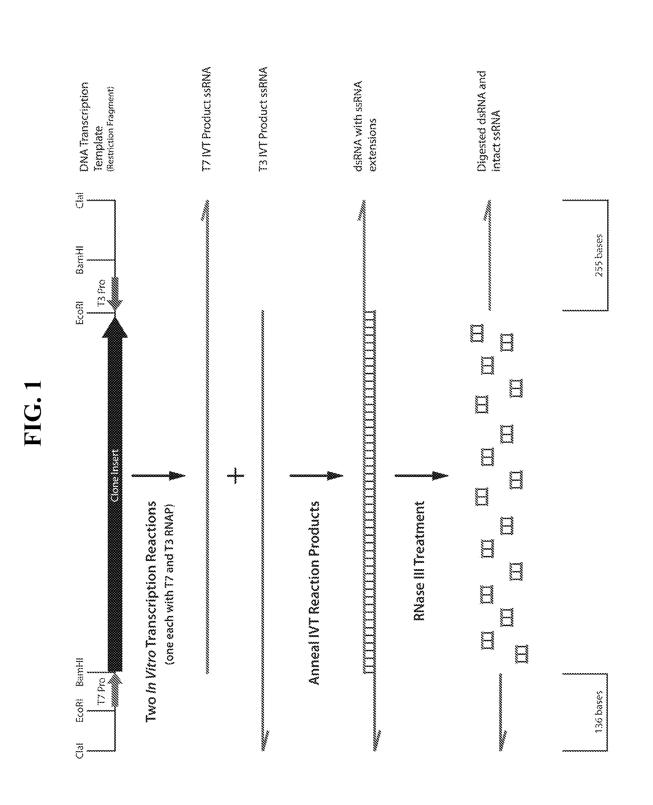 Compositions and methods for reprogramming mammalian cells