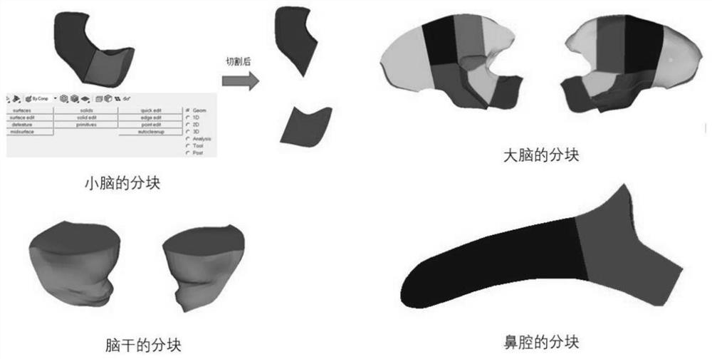 Modeling method of high-quality grid miniature pig head finite element model