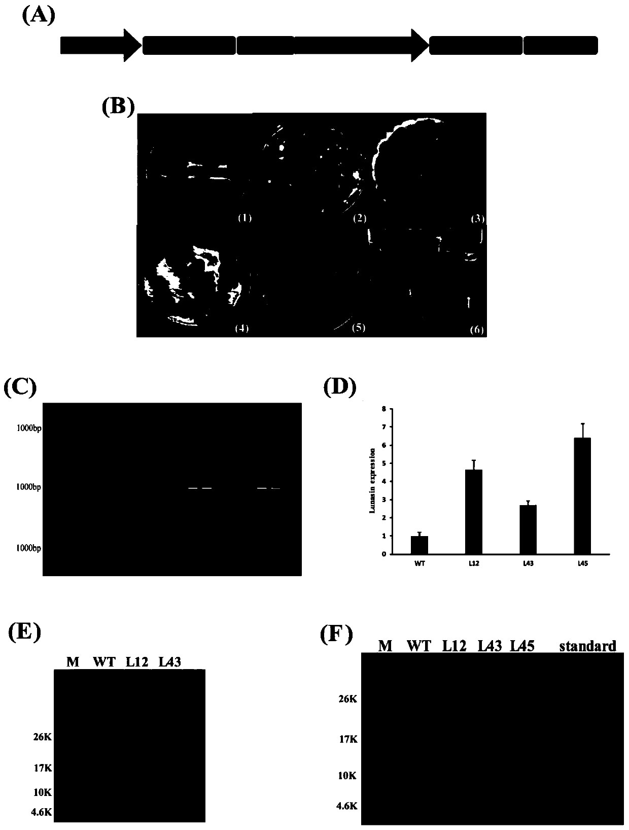 Method for improving expression quantity of polypeptide lunasin in soybean