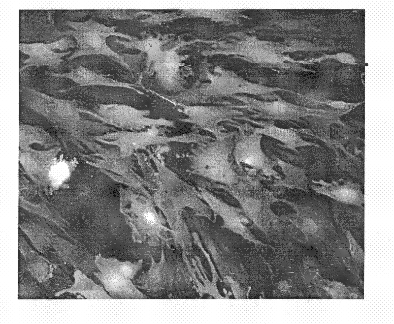 Method for detecting proliferation of improved GFP expression cell