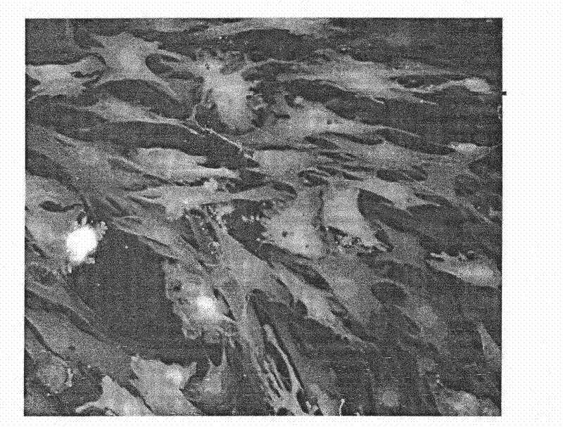 Method for detecting proliferation of improved GFP expression cell