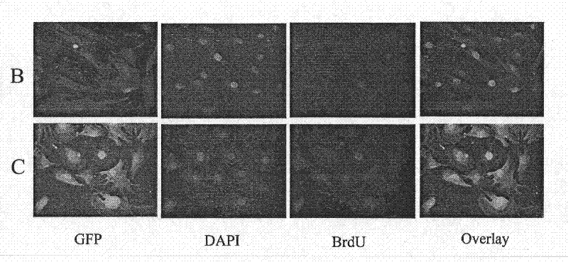 Method for detecting proliferation of improved GFP expression cell