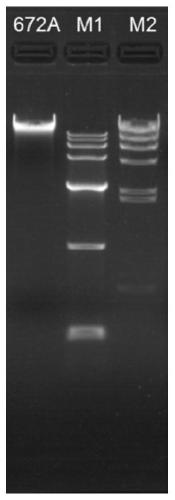 A rapid extraction method of whole blood dna