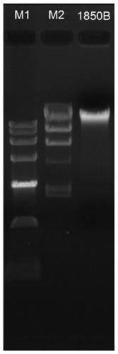 A rapid extraction method of whole blood dna