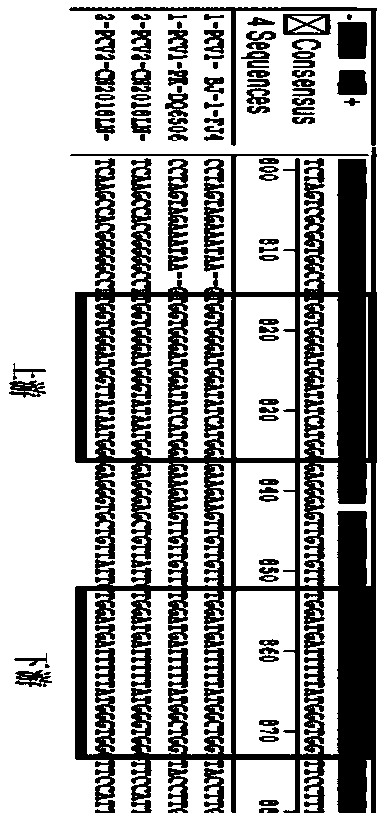 Real-time fluorescent quantitative PCR-HRM primers for detecting PCV1 and PCV3