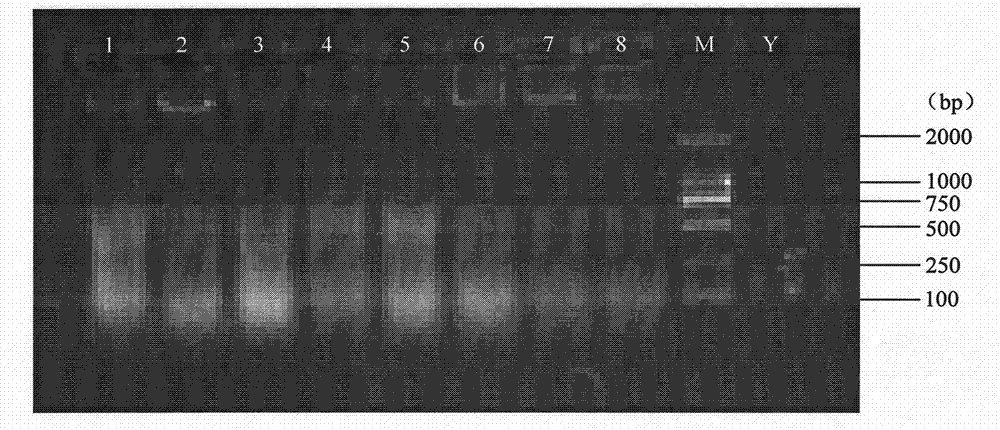 Microsatellite Loci, Primers and Applications of Chen's New Silverfish