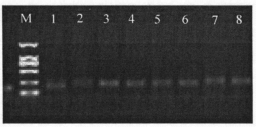 Microsatellite Loci, Primers and Applications of Chen's New Silverfish