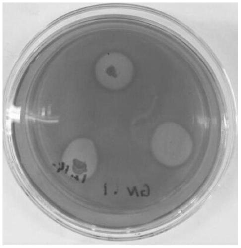 Bacillus subtilis with antagonism and capable of degrading cellulose at low temperature and application of bacillus subtilis