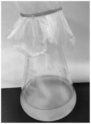 Bacillus subtilis with antagonism and capable of degrading cellulose at low temperature and application of bacillus subtilis