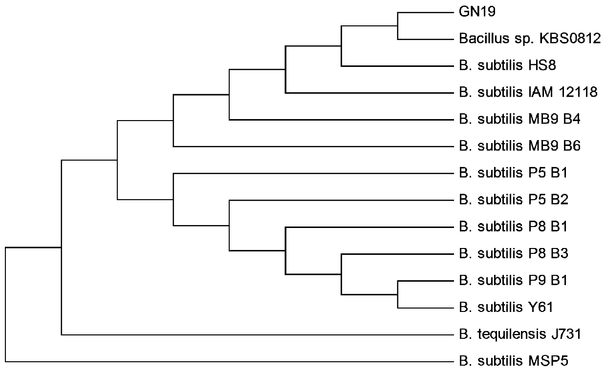 Bacillus subtilis with antagonism and capable of degrading cellulose at low temperature and application of bacillus subtilis