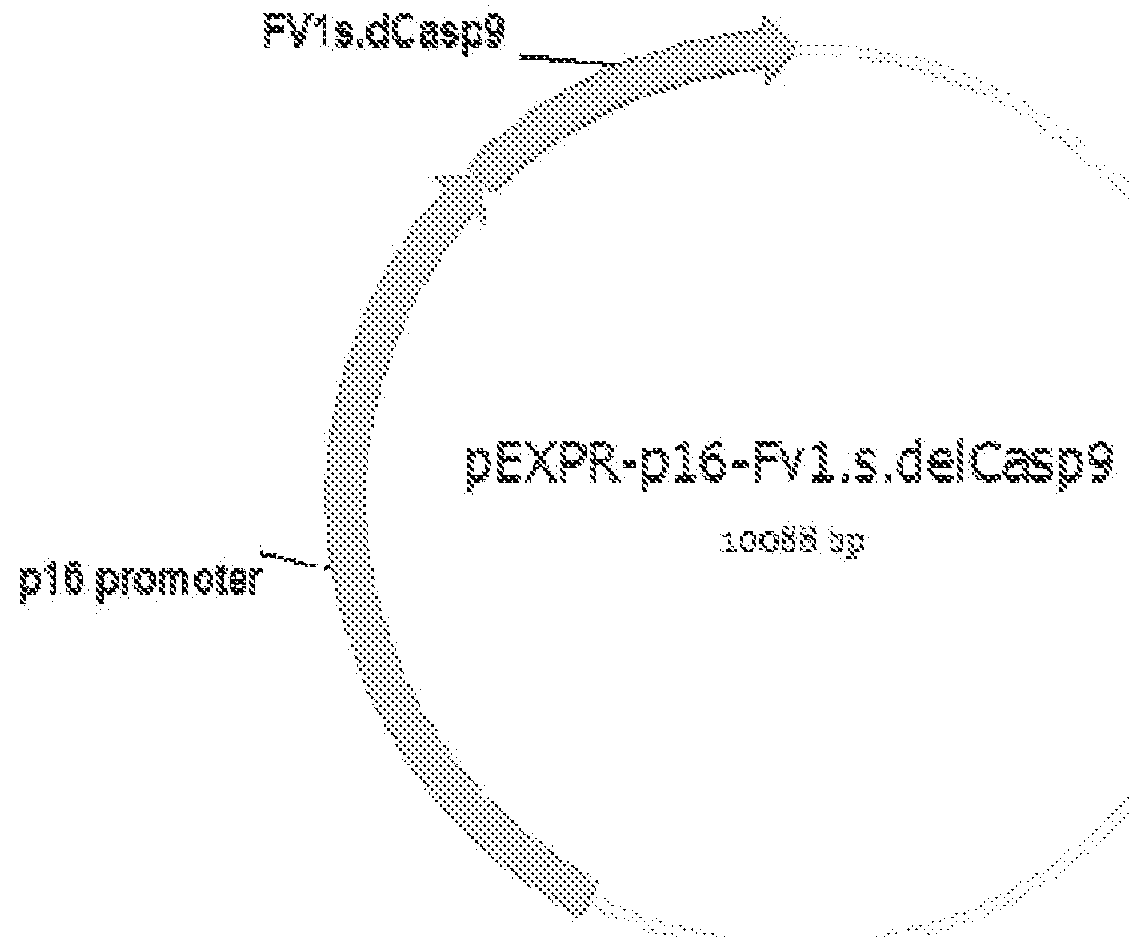 Systems and methods for the targeted production of a therapeutic protein within a target cell