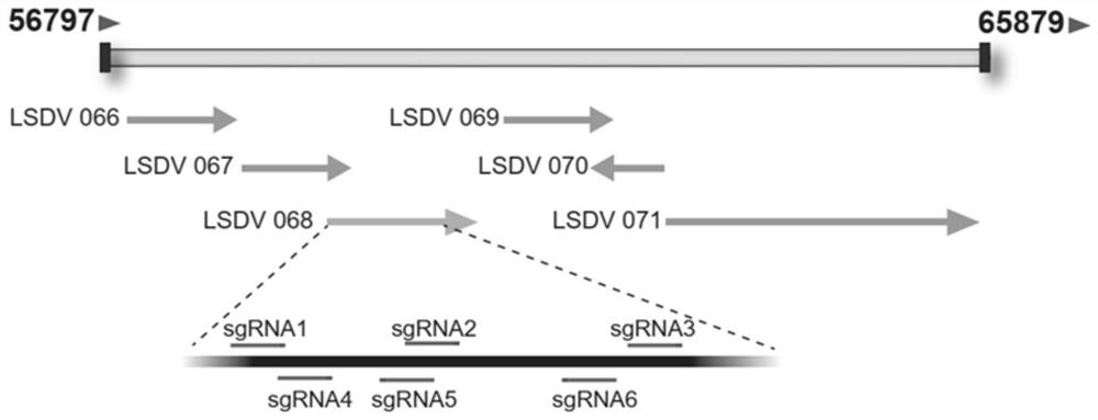 Visual rapid nucleic acid detection method of bovine nodular skin disease virus