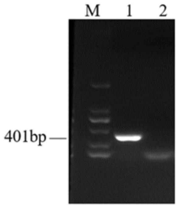 Visual rapid nucleic acid detection method of bovine nodular skin disease virus