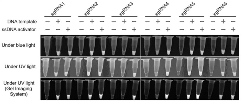 Visual rapid nucleic acid detection method of bovine nodular skin disease virus