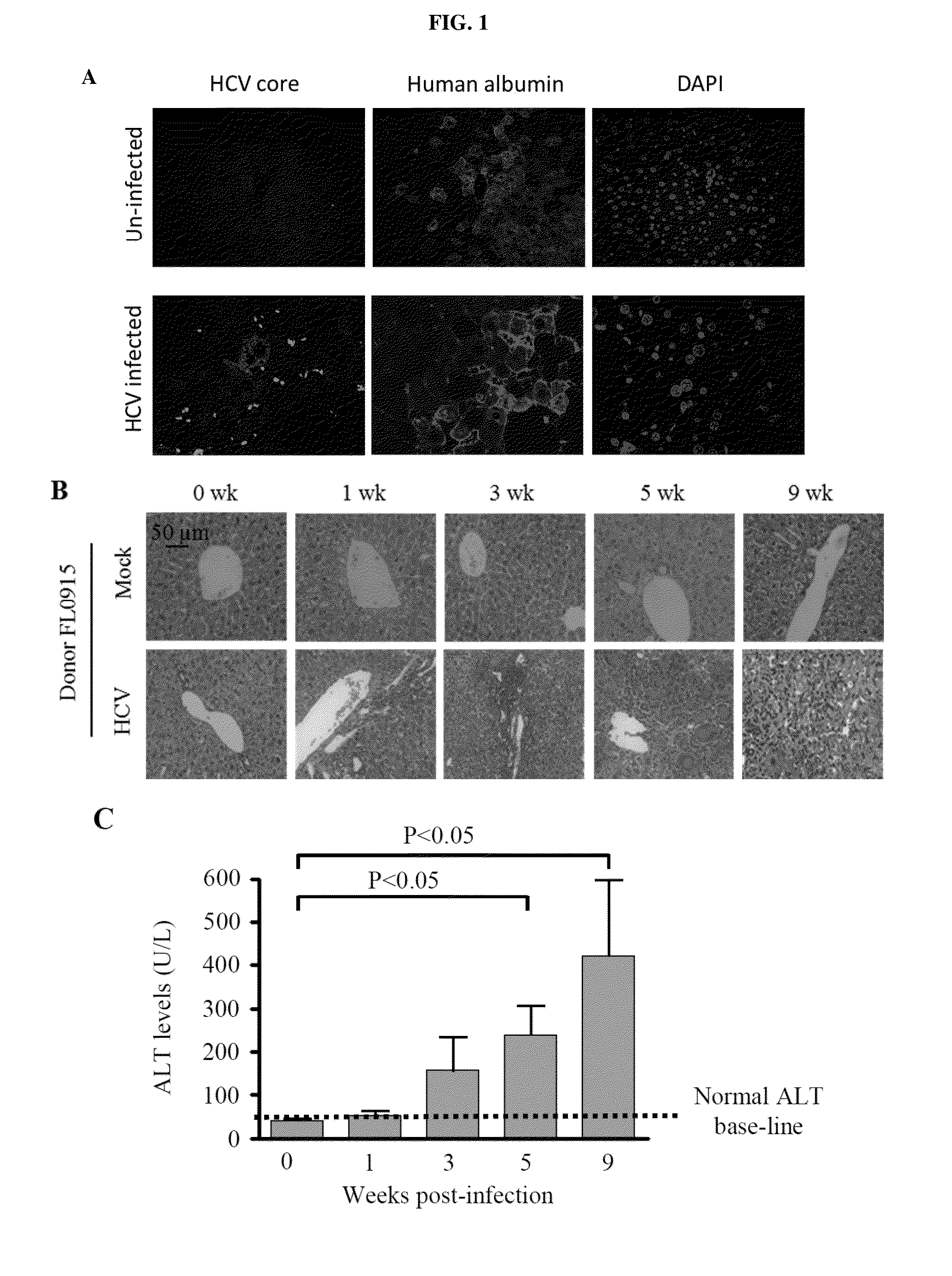 Humanized mouse model for study of bona fide hepatitis virus infection and use thereof