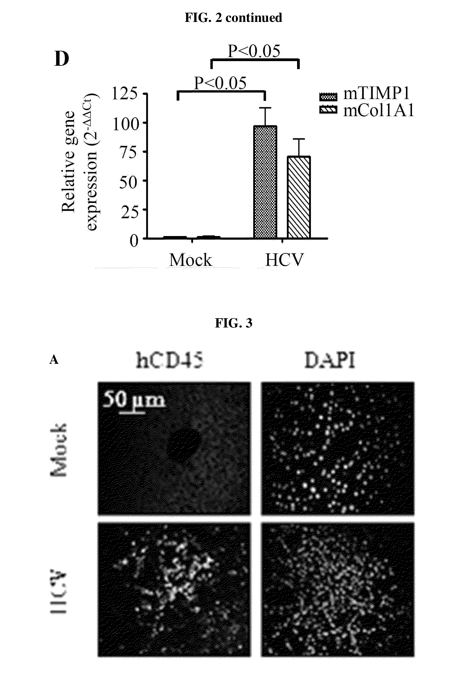 Humanized mouse model for study of bona fide hepatitis virus infection and use thereof