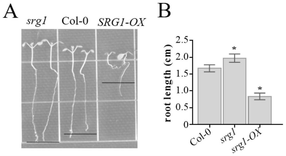Application of arabidopsis transcription factor SRG1 gene in regulation and control of plant growth and development