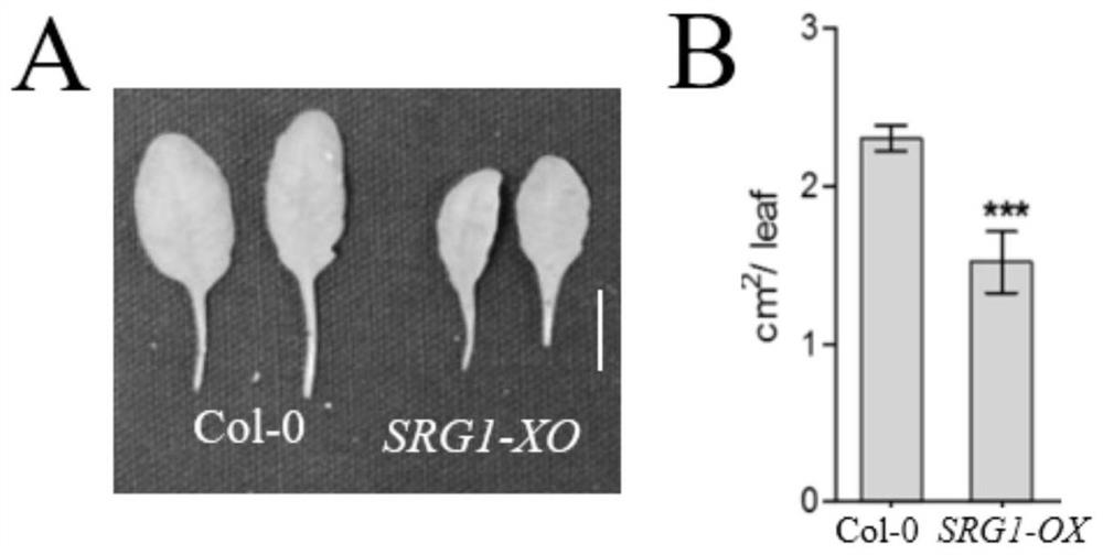 Application of arabidopsis transcription factor SRG1 gene in regulation and control of plant growth and development