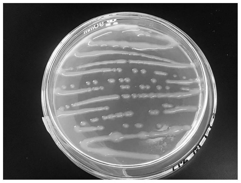 Broad bean rhizobium with drought tolerance and application thereof