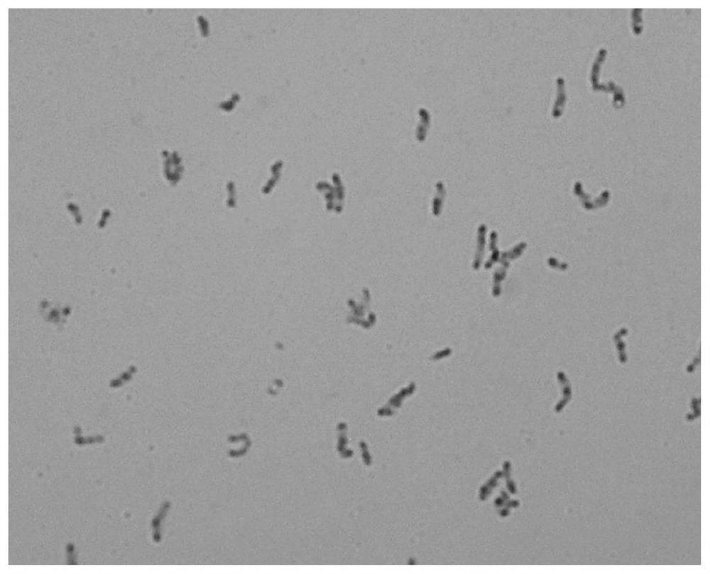 Broad bean rhizobium with drought tolerance and application thereof