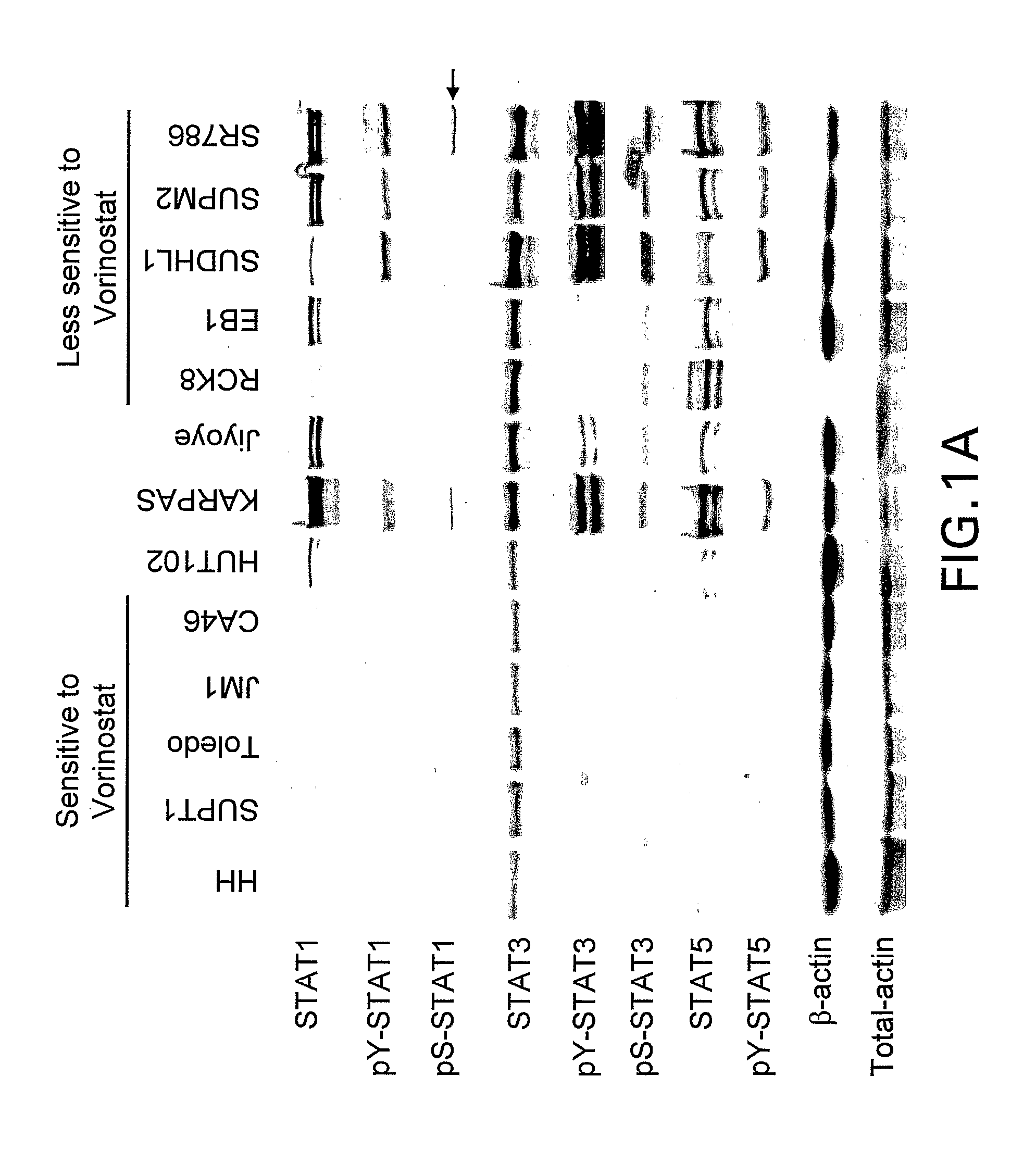 Methods for predicting treatment response based on the expression profiles of protein and transcription biomarkers