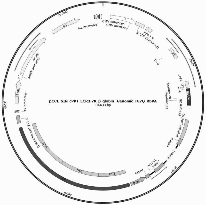 A β-globin recombinant lentiviral vector and its application