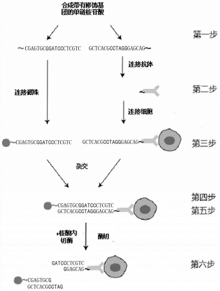 Cell sorting system based on endonuclease specific recognition