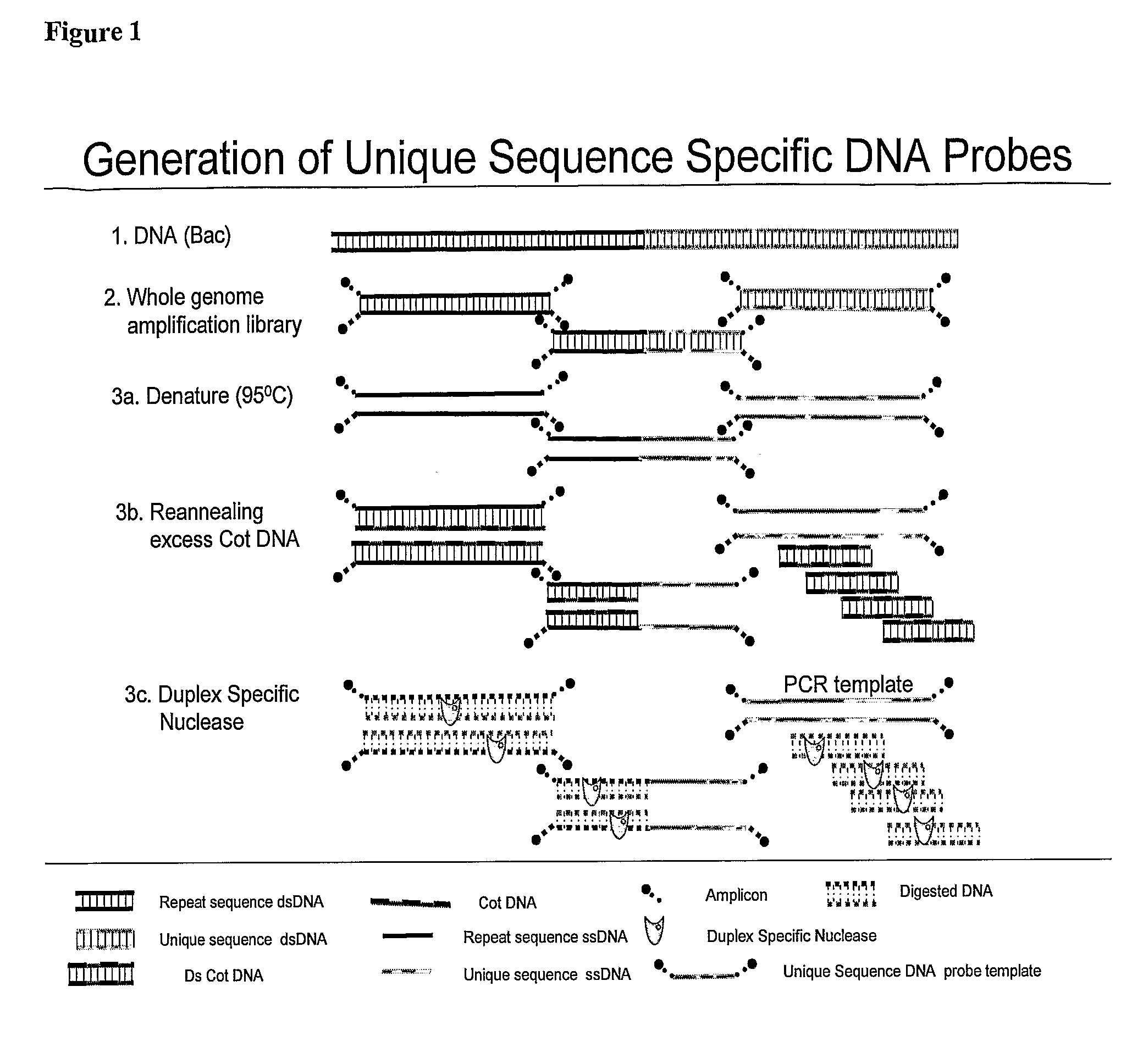 Methods and composition to generate unique sequence DNA probes labeling of DNA probes and the use of these probes