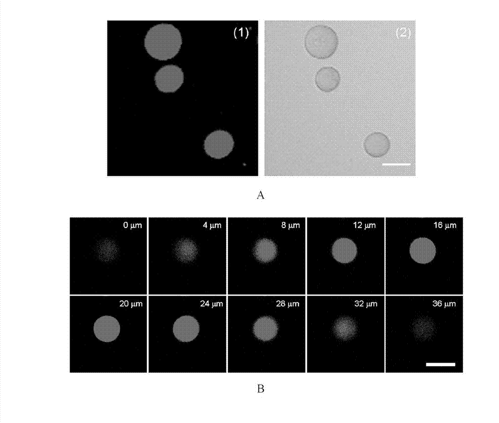 Quantum dot-agarose composite microsphere and preparation method thereof