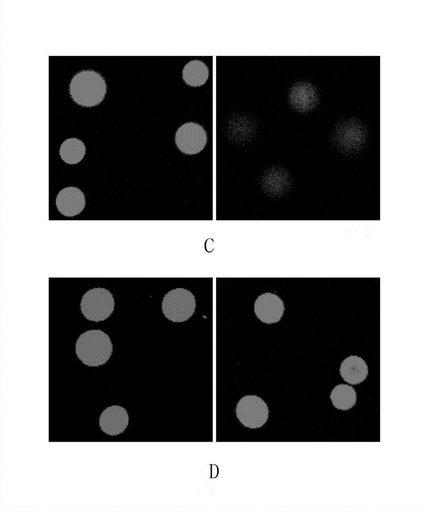 Quantum dot-agarose composite microsphere and preparation method thereof