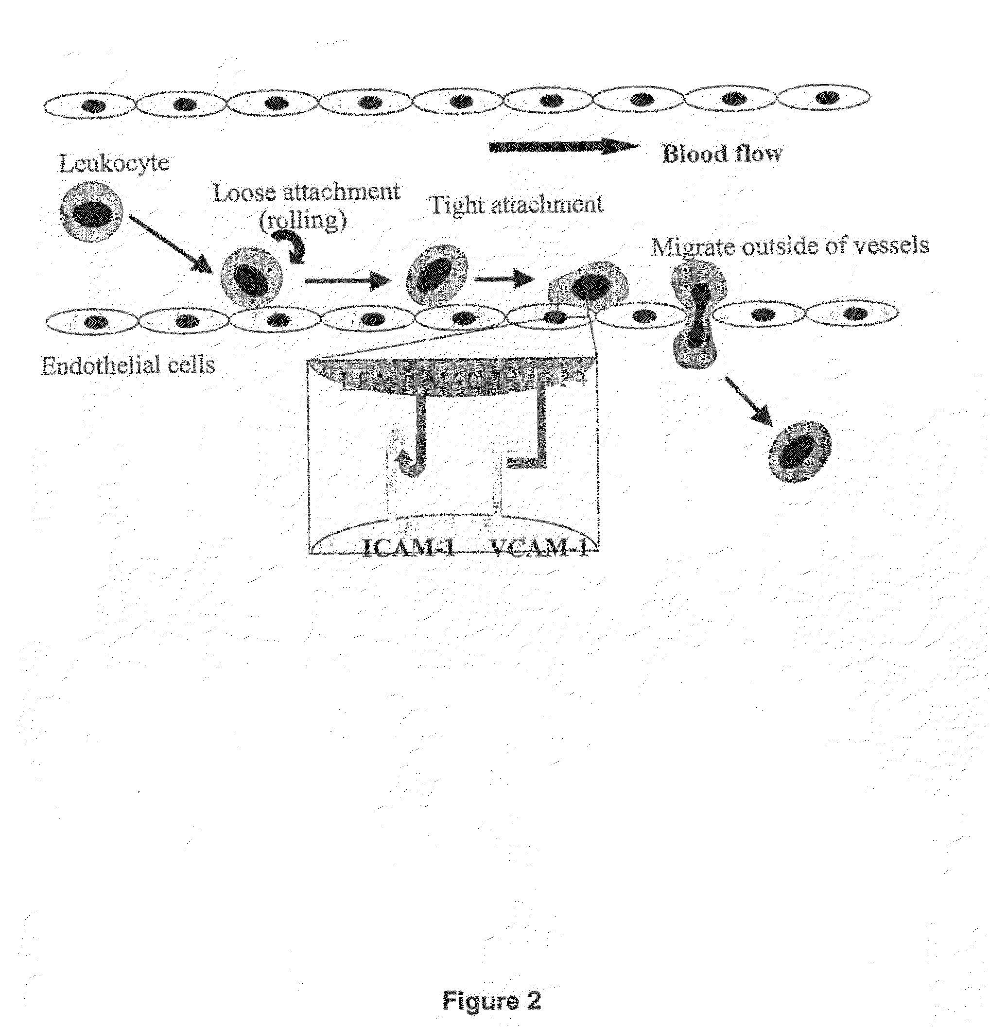 Methods of Diagnosing and Treating an Inflammatory Response