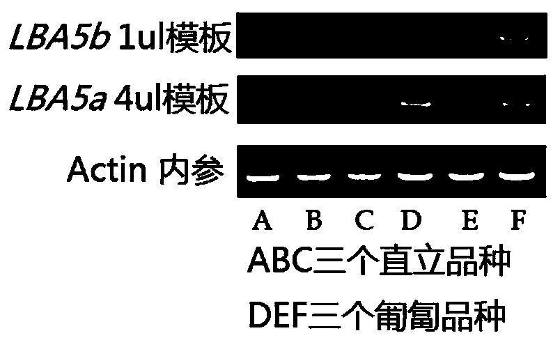 Gene LBA5 for regulating and controlling lateral branch angle, growth habit and plant type of peanut, and application thereof