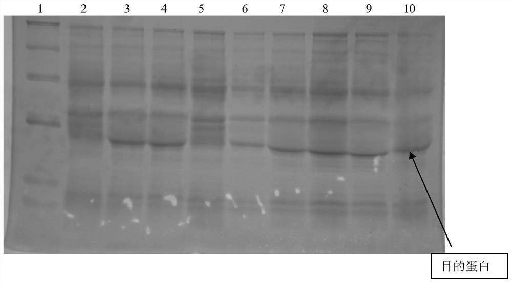 A kind of mycobacterium tuberculosis eec fusion protein, preparation method and application thereof