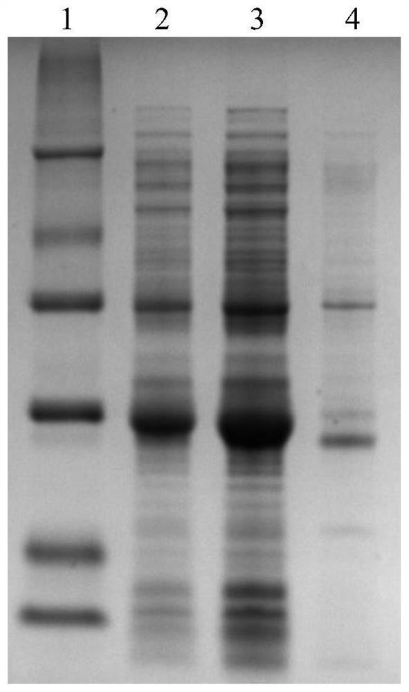 A kind of mycobacterium tuberculosis eec fusion protein, preparation method and application thereof