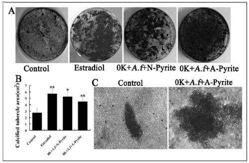 Application of native copper leachate in preparation of medicine for promoting differentiation of bone marrow mesenchymal stem cells