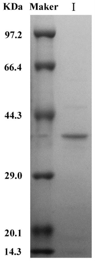 L-asparaginase sala and its encoding gene and application