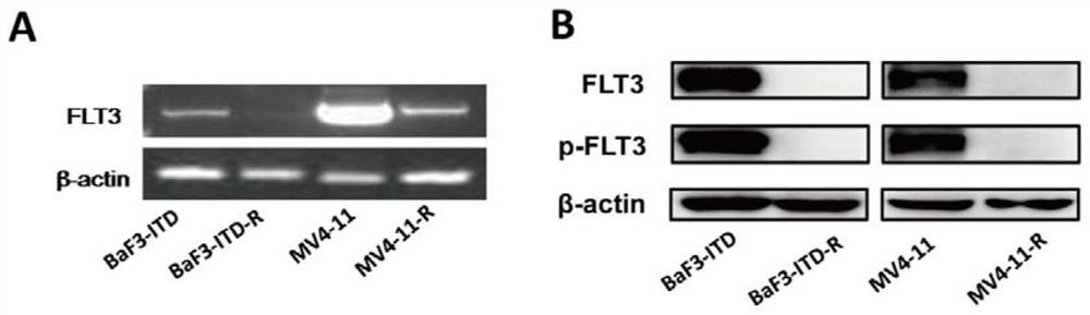 Application of PI3K inhibitor in preparation of drug for treating drug resistance to FLT3 inhibitor