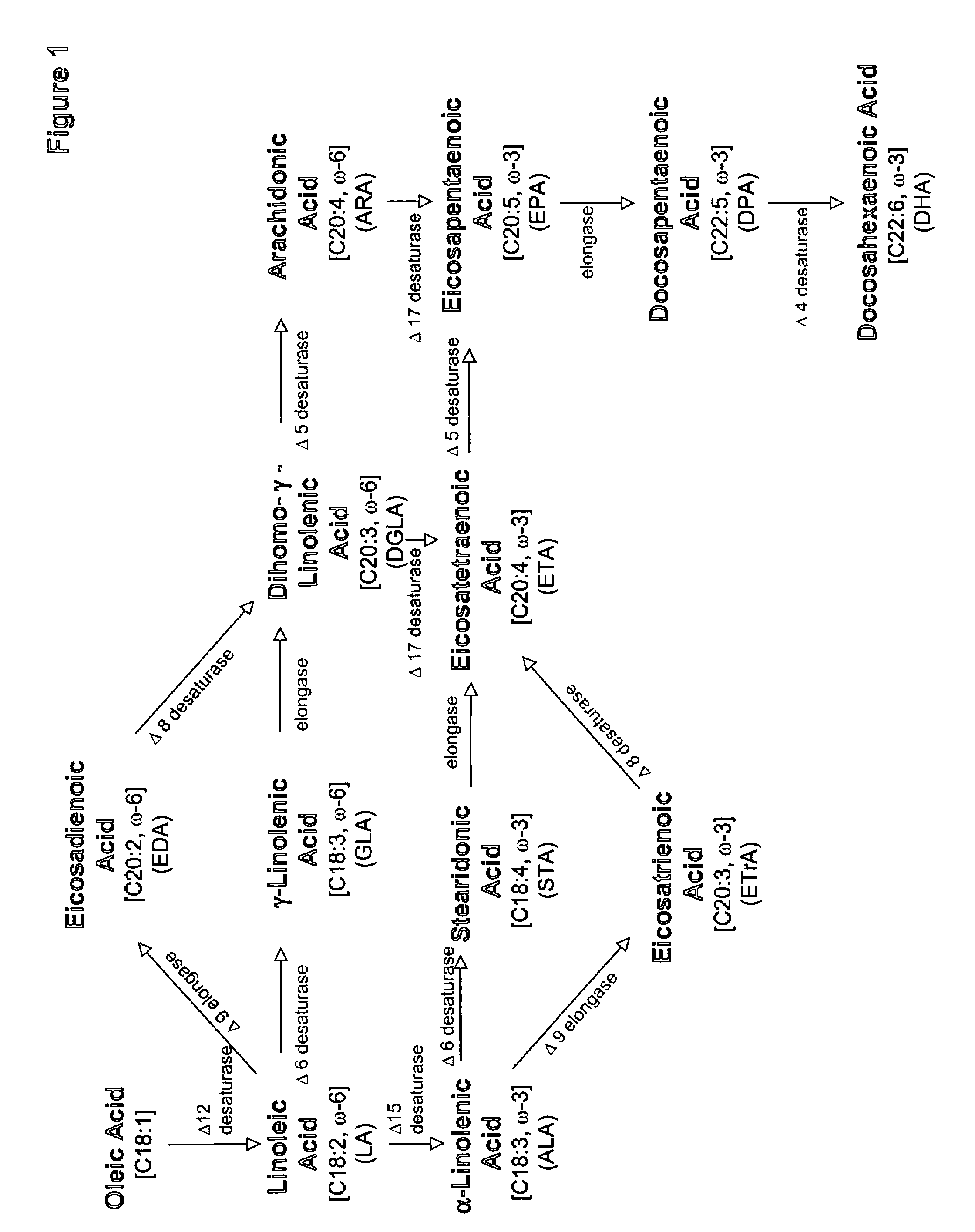 Production of gamma-linolenic acid in oleaginous yeast