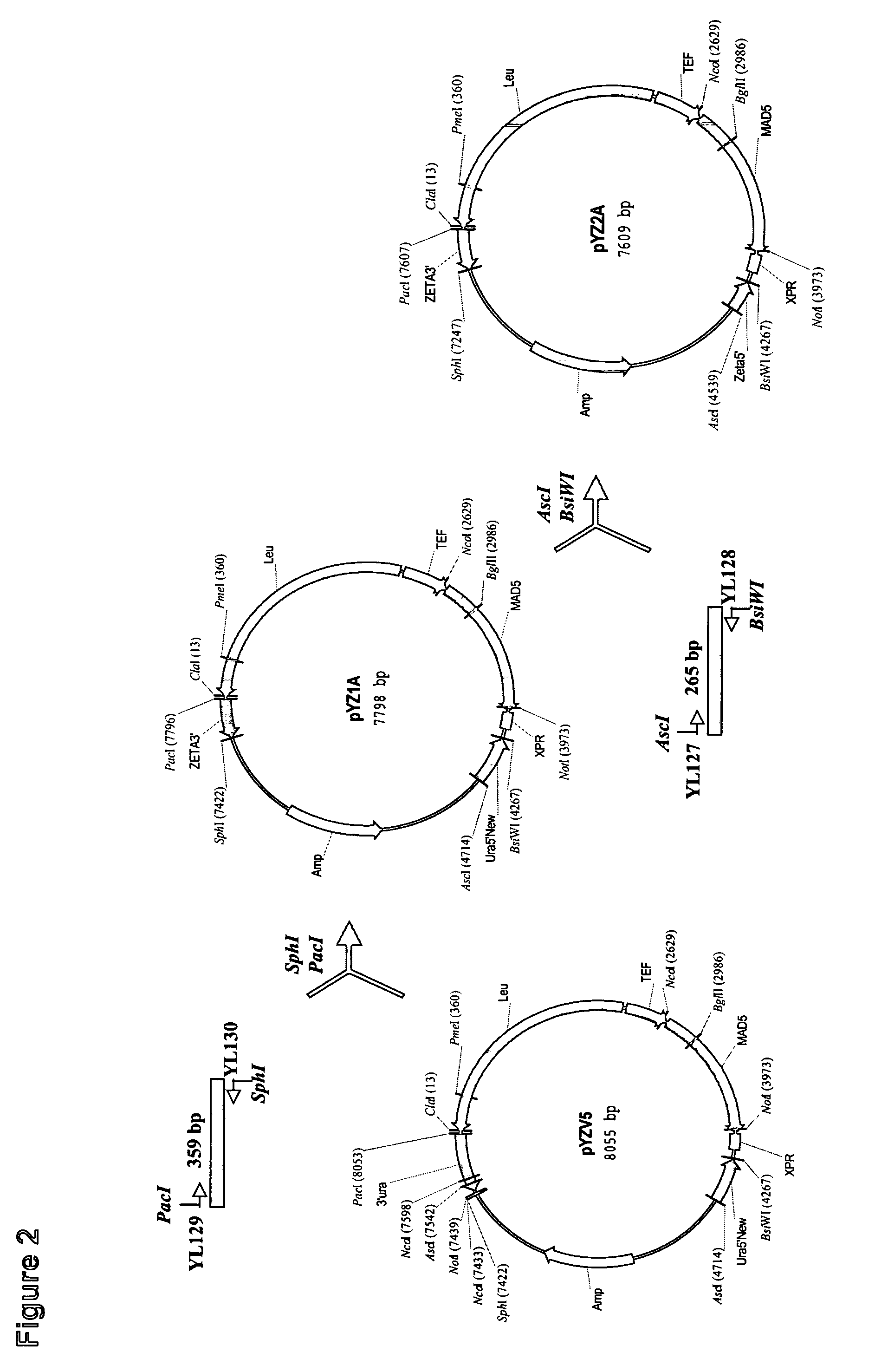 Production of gamma-linolenic acid in oleaginous yeast