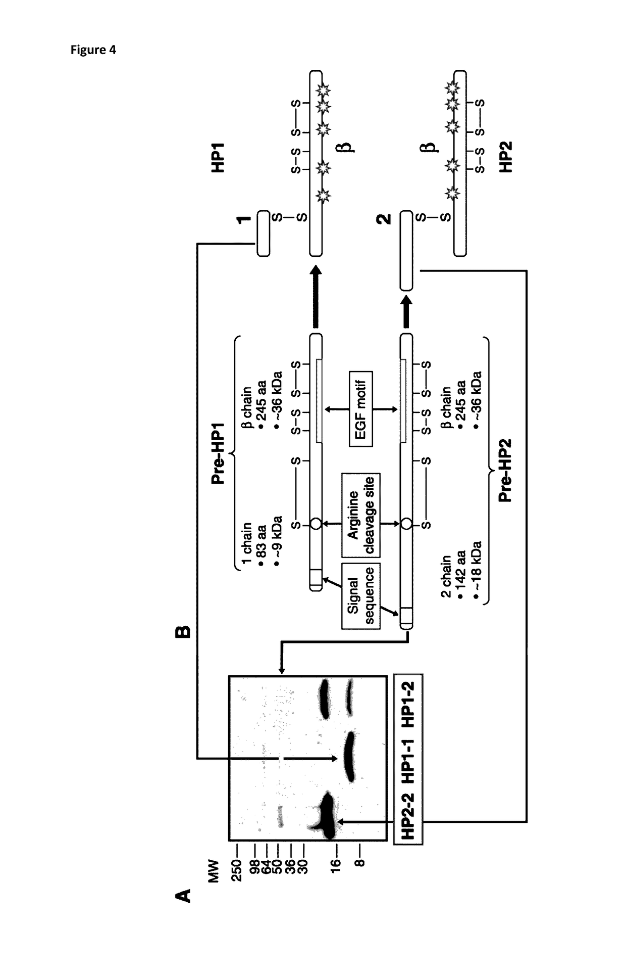 Viability assessment of in vitro cultured human embryos from the culture medium